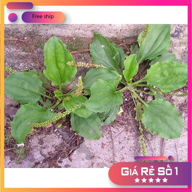0.2gr Hạt giống Rau Mã Đề