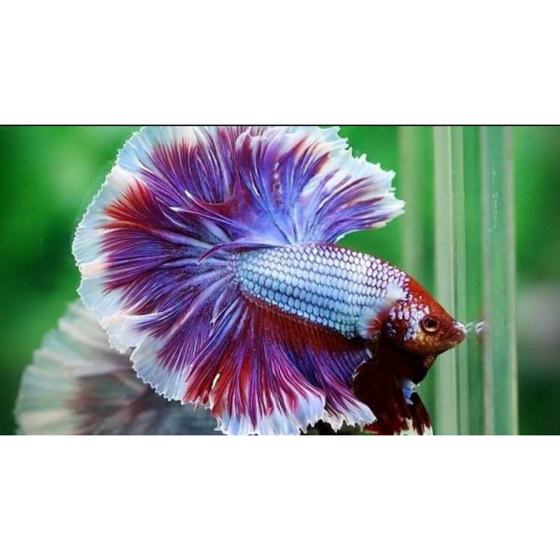 BETTA Đuôi Xòe Siêu Đẹp giao ngẫu nhiên-2Con trống tặng thức ăn
