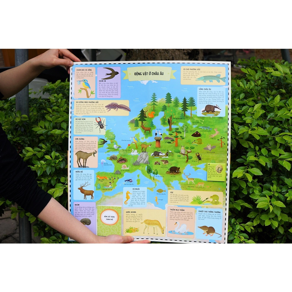Sách Atlas Động Vật – Khám Phá Thế Giới Động Vật  – Đinh Tị