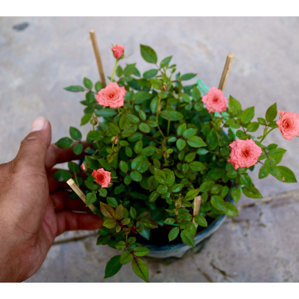 Chậu hoa hồng tỷ muội màu cam