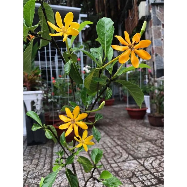 Cây 🌲 Lài Hoàng Gia...hoa thơm đổi màu