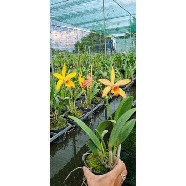 Hoa lan brass hiden gold