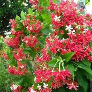 PV 01 Chậu Cây Hoa Sử Quân Tử (Hoa Giun) Cao 50cm