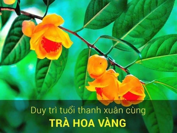 2 cây trà hoa vàng ươm trong bầu đất