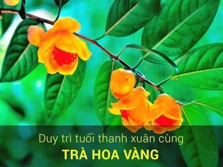 2 cây trà hoa vàng ươm trong bầu đất