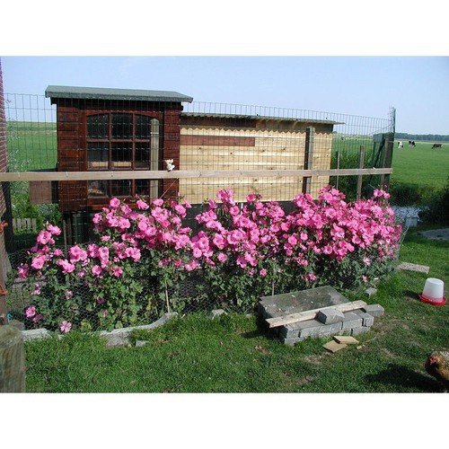 Hạt giống Hoa Cẩm Quỳ màu Hồng - Gói 0,5 gram