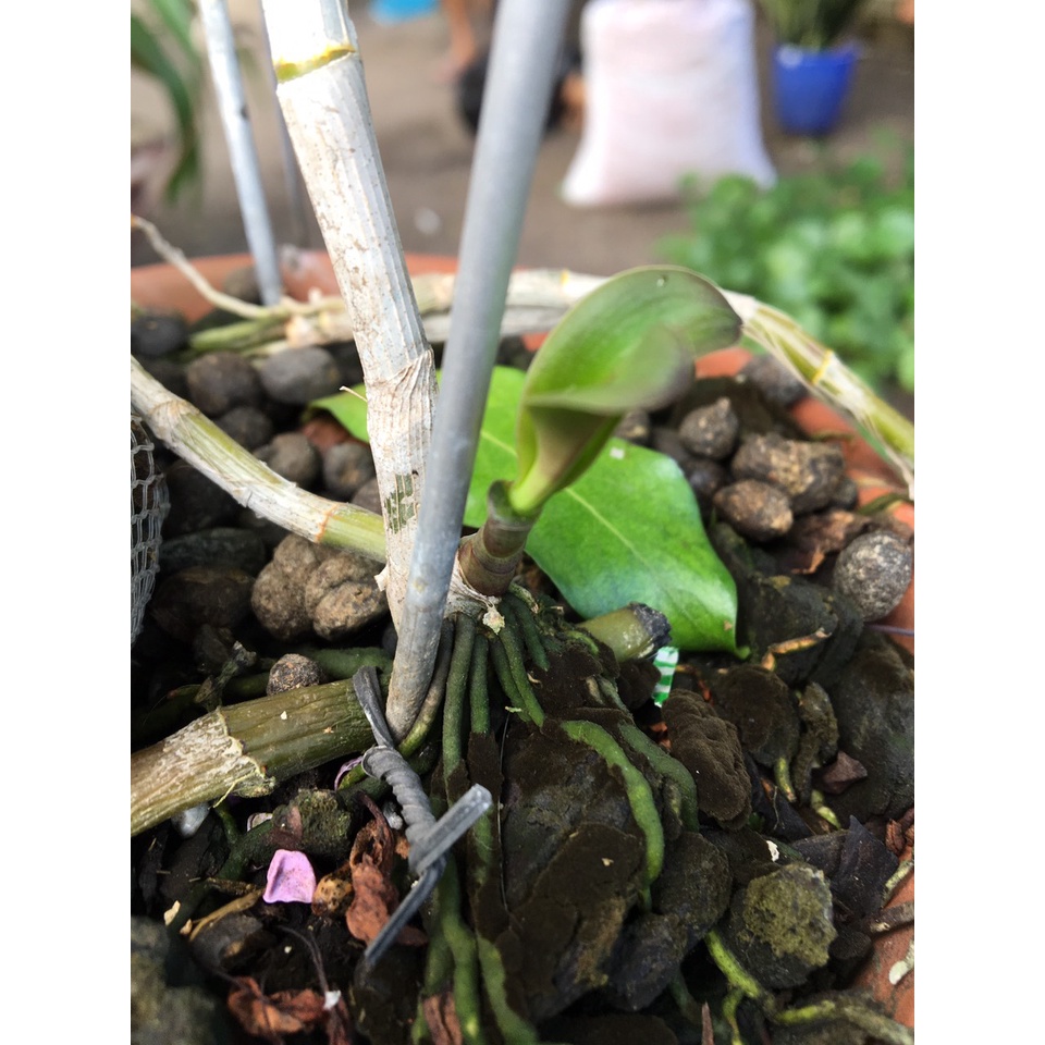 COMBO 10 chậu bí 20cm Đen tặng 01 lọ Keiki Growth