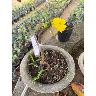 Hoa mai Cúc 2 Tầng Bông_cây độc lạ