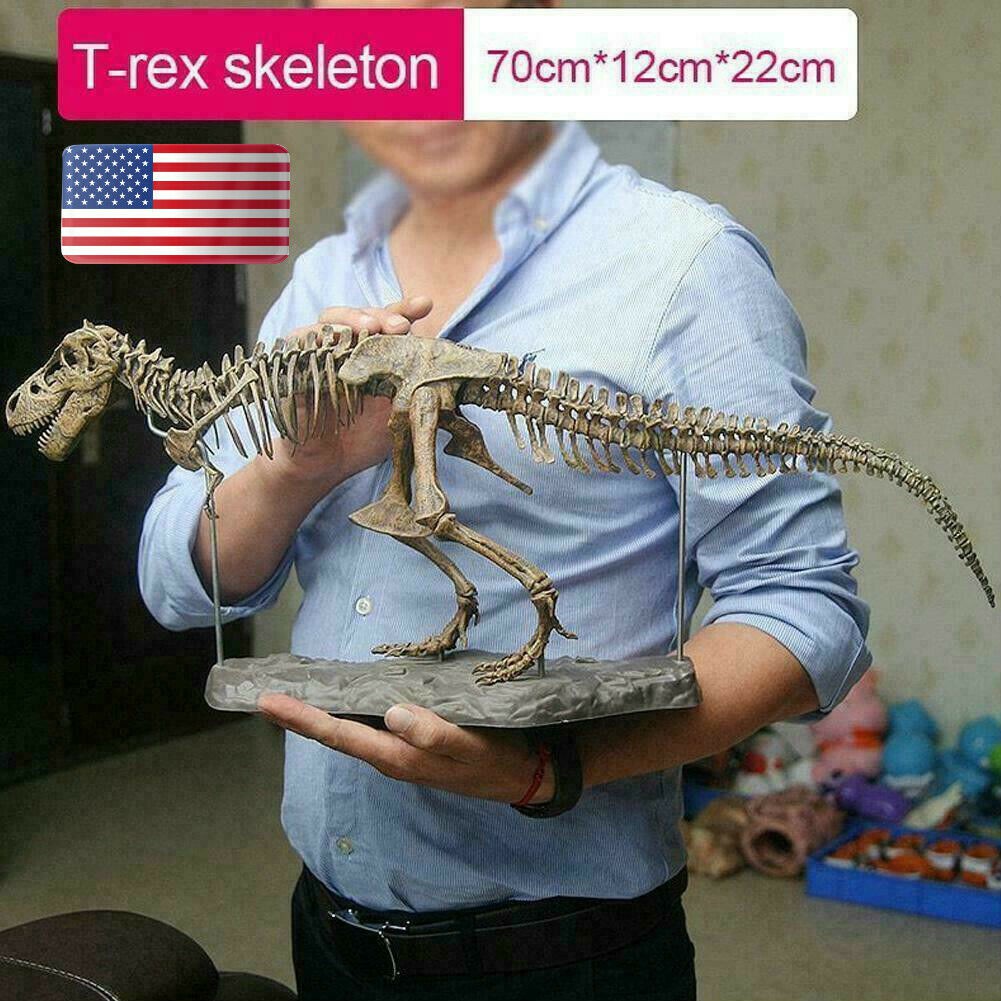 Large T Rex Tyrannosaurus Dinosaur 4d Assembled Skeleton Fossil Model Decoration