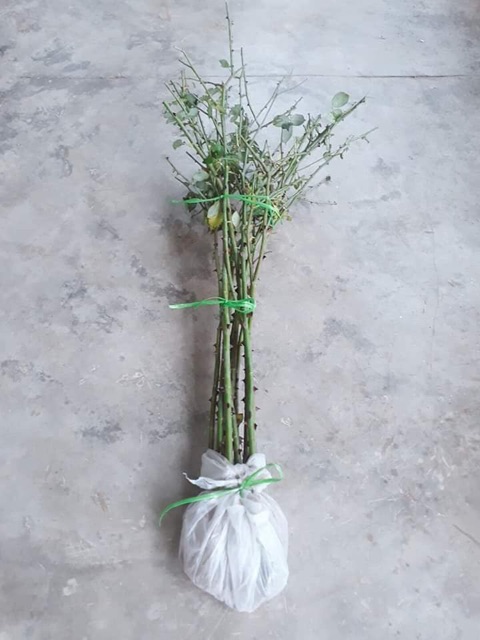 Hồng thân gỗ cành chiết tree sapa