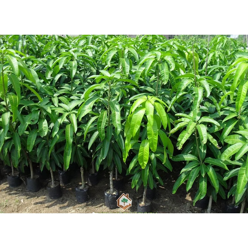 Cây Giống Xoài Đài Loan