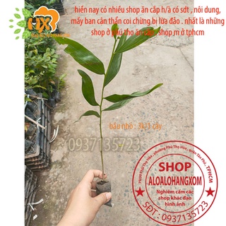 combo 50 cây tràm lai cây giống