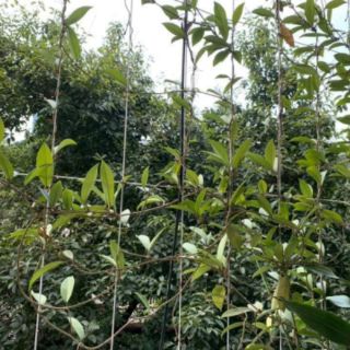 Combo 5 cây lan cẩm cù 5 loại
