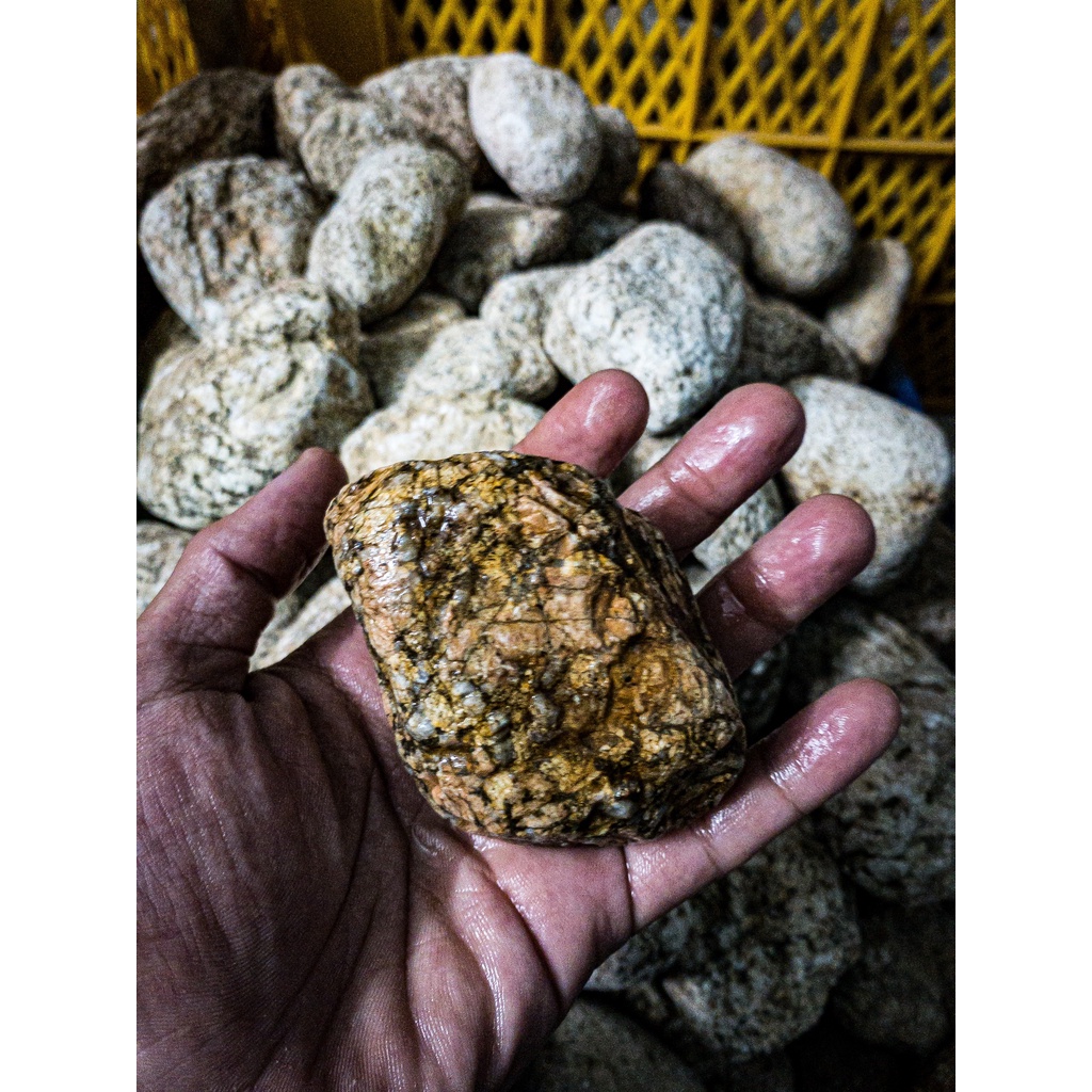 Đá Cuội Vân Mối | Trang Trí Setup Bể Thủy Sinh, Biotope, Blackwater, Iwagumi,.... |Mua Nhiều Giảm Giá