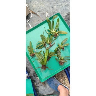 Hoa Lan đột biến hài hằng(1 cây)