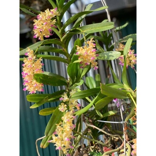 5 cây hoàng nhạn 100k.