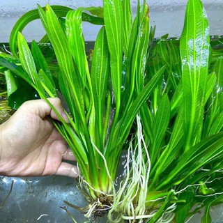 Cây thủy sinh Lưỡi Mèo (CÂY THỦY SINH)