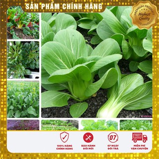 COMBO 12 loại hạt giống rau vụ Đông dễ trồng nhanh thu hoạch