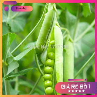 HẠT GIỐNG ĐẬU HÀ LAN LUCKY.VN