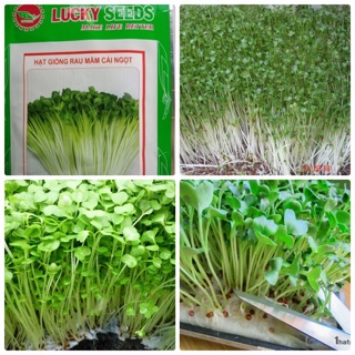 RAU MẦM TÂN TÂY LAN (NGỌT)