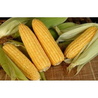 Bắp Mỹ Hai Mũi Tên Đỏ - 500 gr