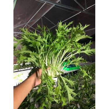 400h Hạt Giống Cải Ngọt Nhật Mizuna