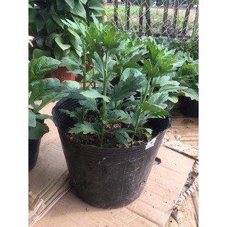 Bầu ươm cây 18*16 (147 cái/kg)