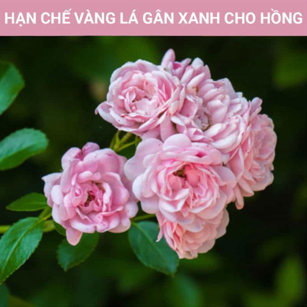 Muối Epsom  Bón Cây Trồng - Dùng Trong Nông Nghiệp Gói 500 Gram