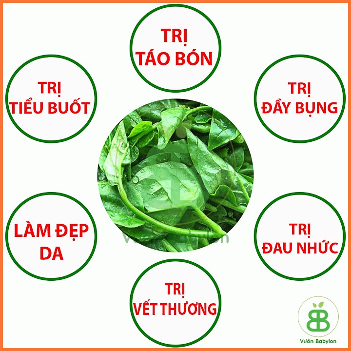 Hạt Giống Mồng Tơi Cao Sản 50Gr - Hạt Giống Mồng Tơi Dễ Trồng,Giàu Dinh Dưỡng