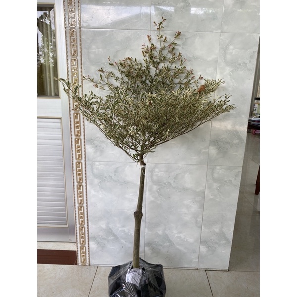 Cây bàng tầng cẩm thạch lá nhỏ