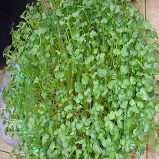 HẠT GIỐNG MẦM CẢI XANH