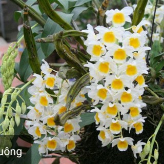 BÓ LAN KIỀU VÀNG MỠ GÀ - DÒNG LAN THỦY TIÊN SIÊU ĐẸP