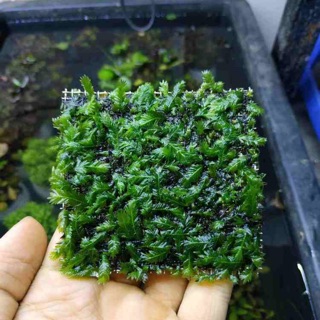 RÊU PHƯỢNG VĨ ĐÀI