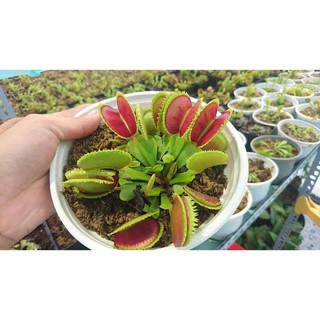 Hạt Giống Cây Ăn Thịt Bẫy Kẹp Bắt Ruồi