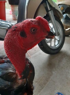 Kích mỏ , kích cựa cho gà chọi