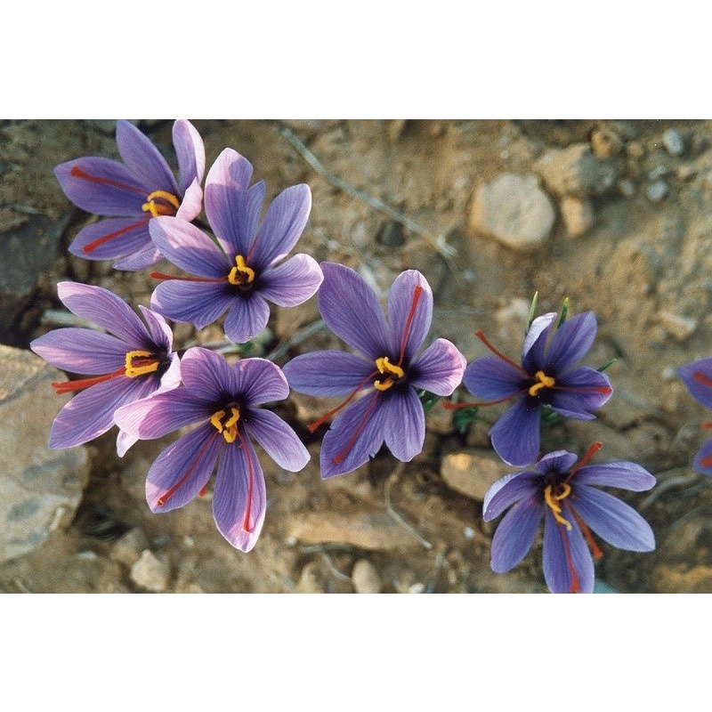 Saffron Iran 1gr - Nhuỵ Hoa Nghệ tây