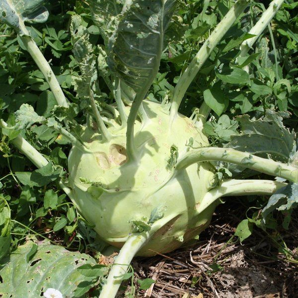 10H - Hạt giống Su Hào Khổng lồ F1 (Superschmelz Kohlrabi) Nhập Mỹ - Nảy mầm 100%