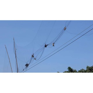 Lưới Bẫy Chim Chào Mào Cao 5m [chuyendocau]