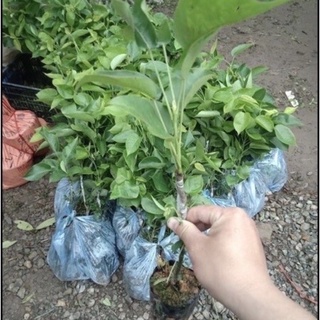 Cây giống Mắc Cọoc (Lê Nâu) cao 70-80cm