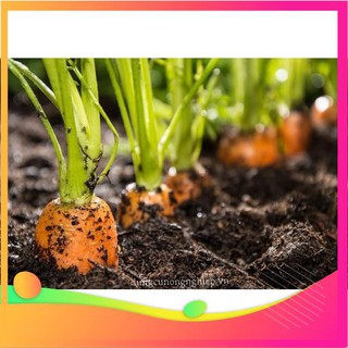 Hạt Giống Cà Rốt F1 -100 Hạt [ Tặng bộ dụng cụ làm vườn Mini 3 món ] VIETGAR