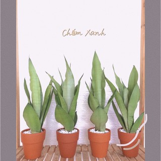 cây lưỡi hổ trắng , lưỡi hổ bạc