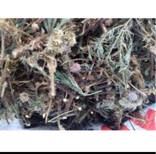 Cây mắc cỡ khô 1kg