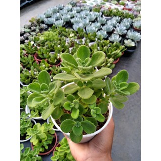 Sen Thơm Nhất Mạt Hương