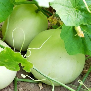 10h - HẠT GIỐNG DƯA LÊ SIÊU NGỌT