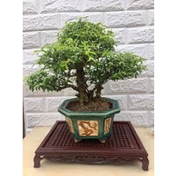 CHẬU MAI CHIẾU THỦY SIÊU ĐẸP-Cây đẹp 2022