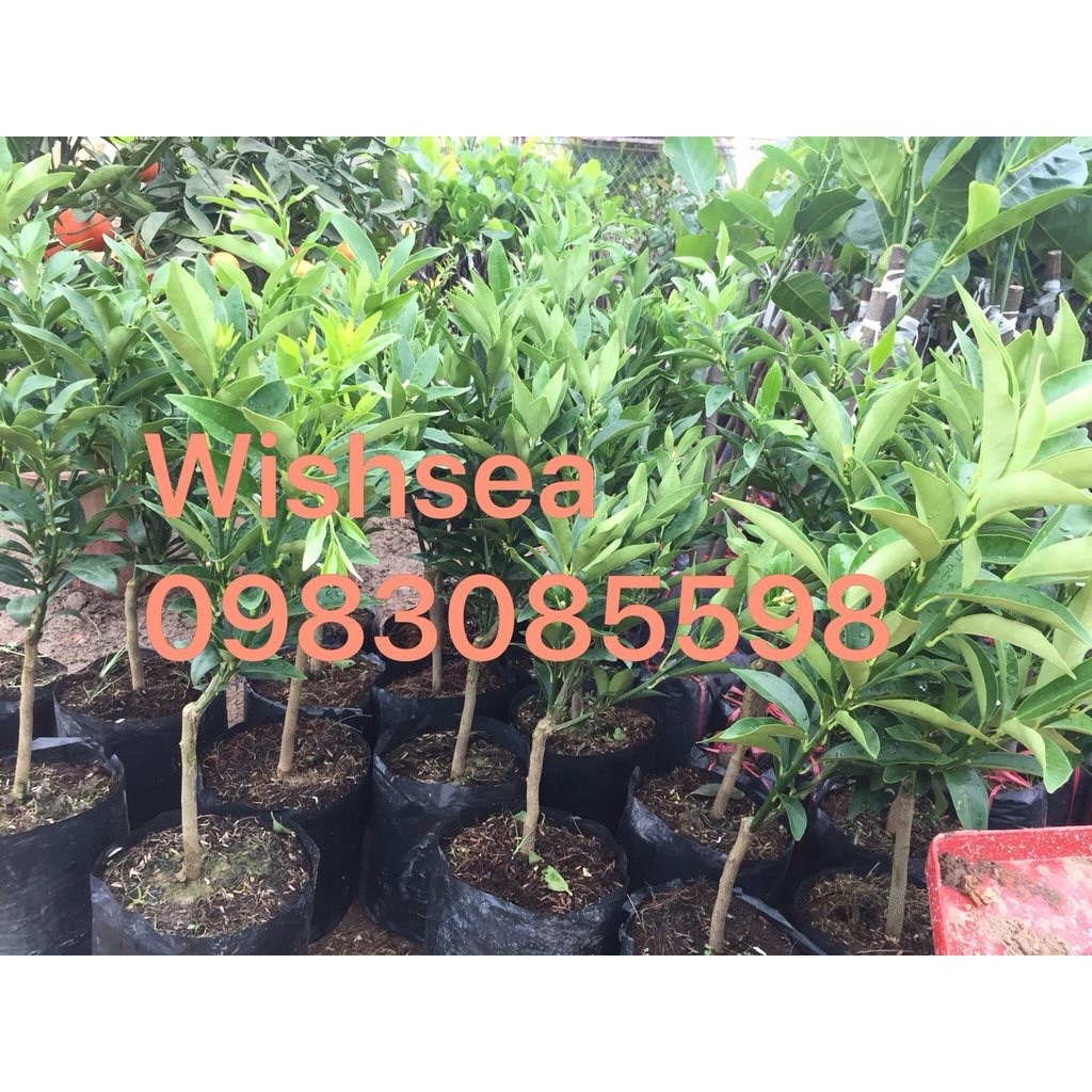 Cây quất ngọt đang có hoa và quả