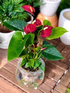 Hồng môn thuỷ sinh