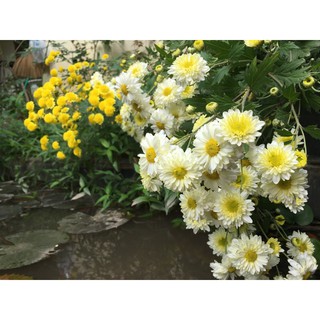 🌿Cúc Tiểu Thư🌿