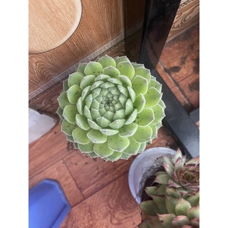 COMBO 5 CHẬU PHẬT BÀ 9CM 200k