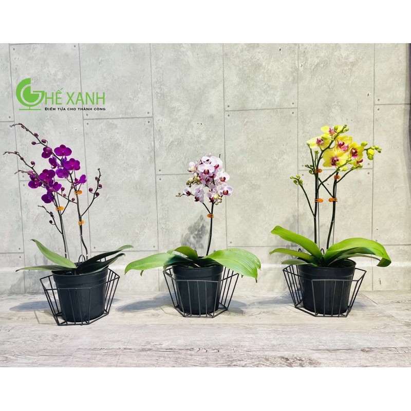 Combo 4 Giỏ sắt dùng treo chậu cây ban công, hàng rào tiện dụng - loại tròn - sắt sơn tĩnh điện
